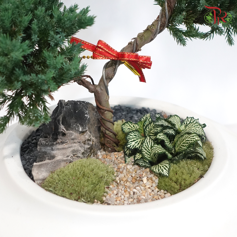 【CNY 2026】Auspicious Juniperus 《柏韵吉祥》
