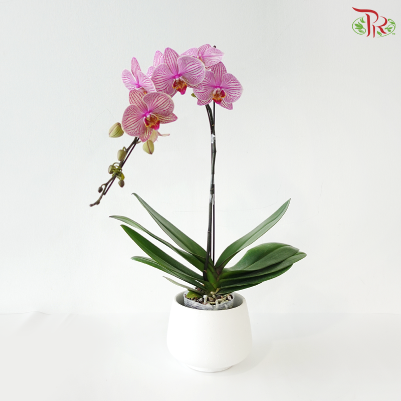 Big Single Stem Phalaenopsis Orchid - Jupiter (Without Pot)