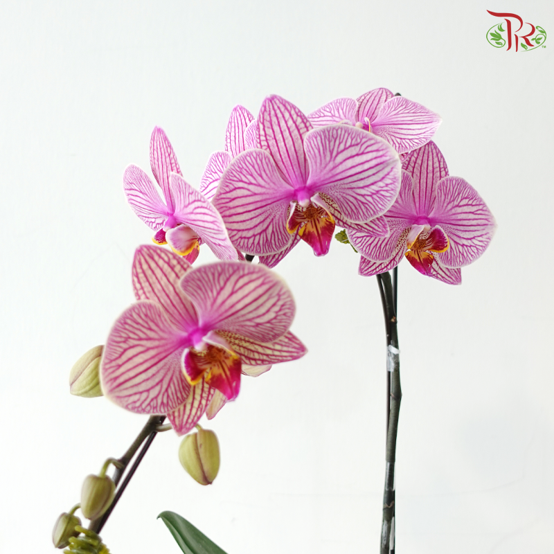 Big Single Stem Phalaenopsis Orchid - Jupiter (Without Pot)