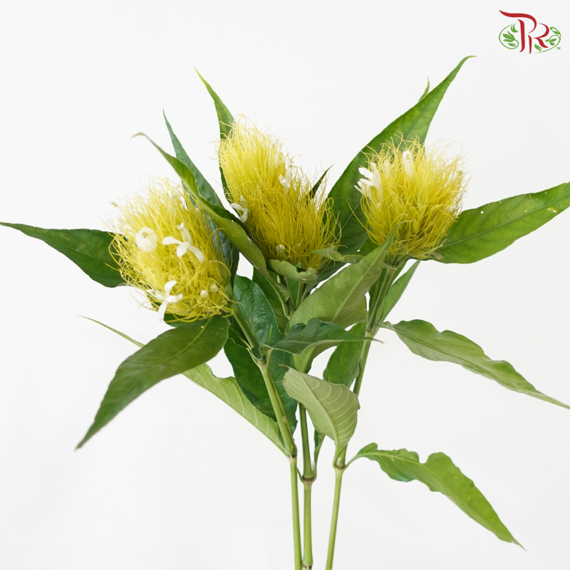 Justice Croceochlamys (3 Stems)
