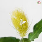 Justice Croceochlamys (3 Stems)