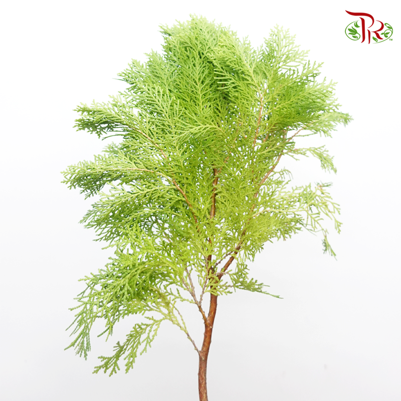 Pine Yip (Per Bunch) - Pudu Ria Florist