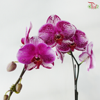 Big Single Stem Phalaenopsis Orchid - Purple With Spot (KHM2455)  (Without Pot)