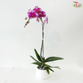 Big Single Stem Phalaenopsis Orchid - Purple With Spot (KHM2455)  (Without Pot)