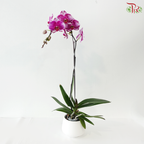 Big Single Stem Phalaenopsis Orchid - Purple With Spot (KHM2455)  (Without Pot)