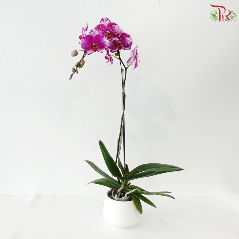 Big Single Stem Phalaenopsis Orchid - Purple With Spot (KHM2455)  (Without Pot)