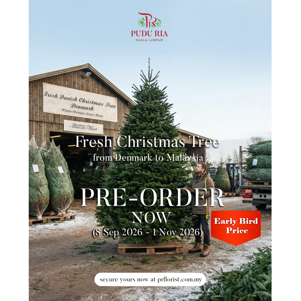 Fresh Christmas Tree