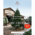 Fresh Christmas Tree