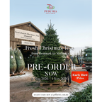 Fresh Christmas Tree