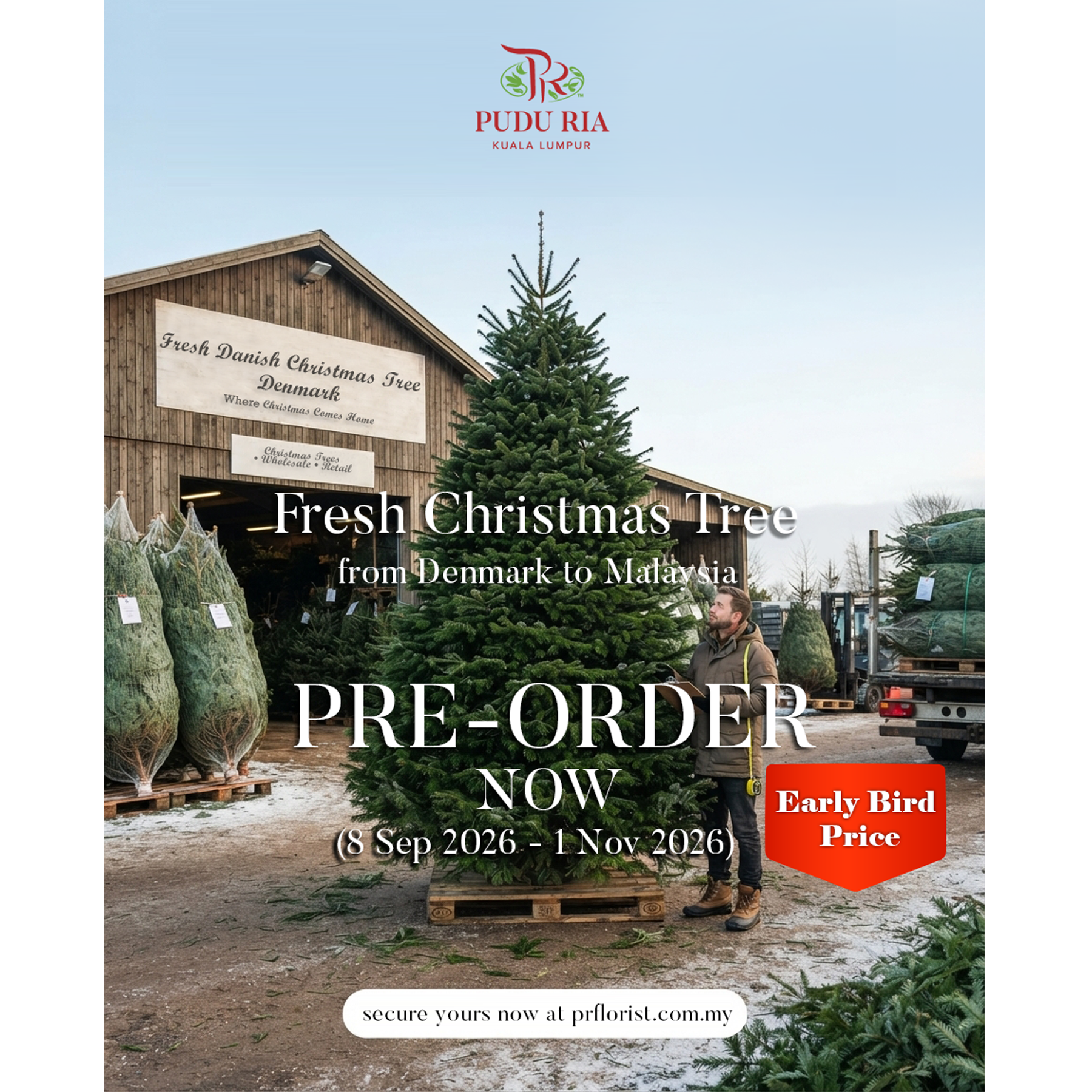 Fresh Christmas Tree