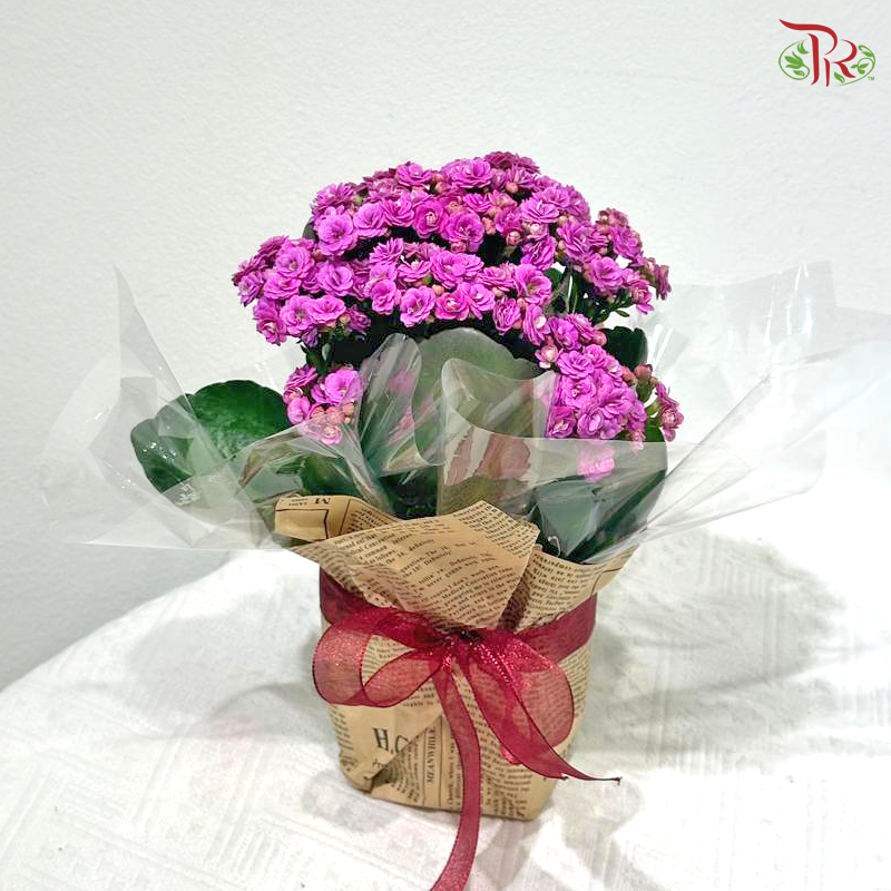 Bloom Serenity (Kalanchoe Plant) (Random Choose Plant Colour)