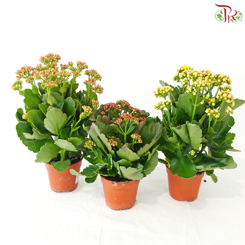 Kalanchoe P105《长寿花》 (Random Choose Colours)