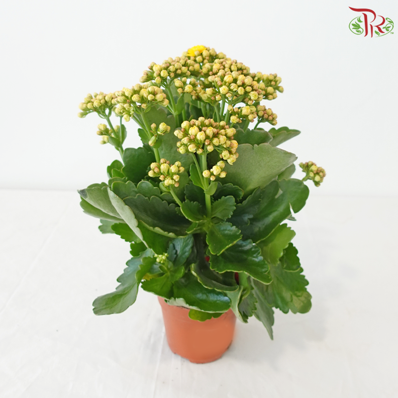 Kalanchoe P105《长寿花》 (Random Choose Colours)