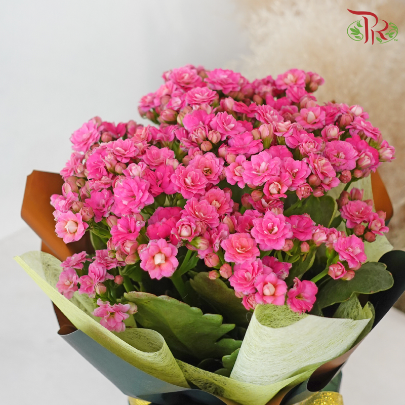 【RAYA 2026】Green & Gold Elegance (Kalanchoe Plant)