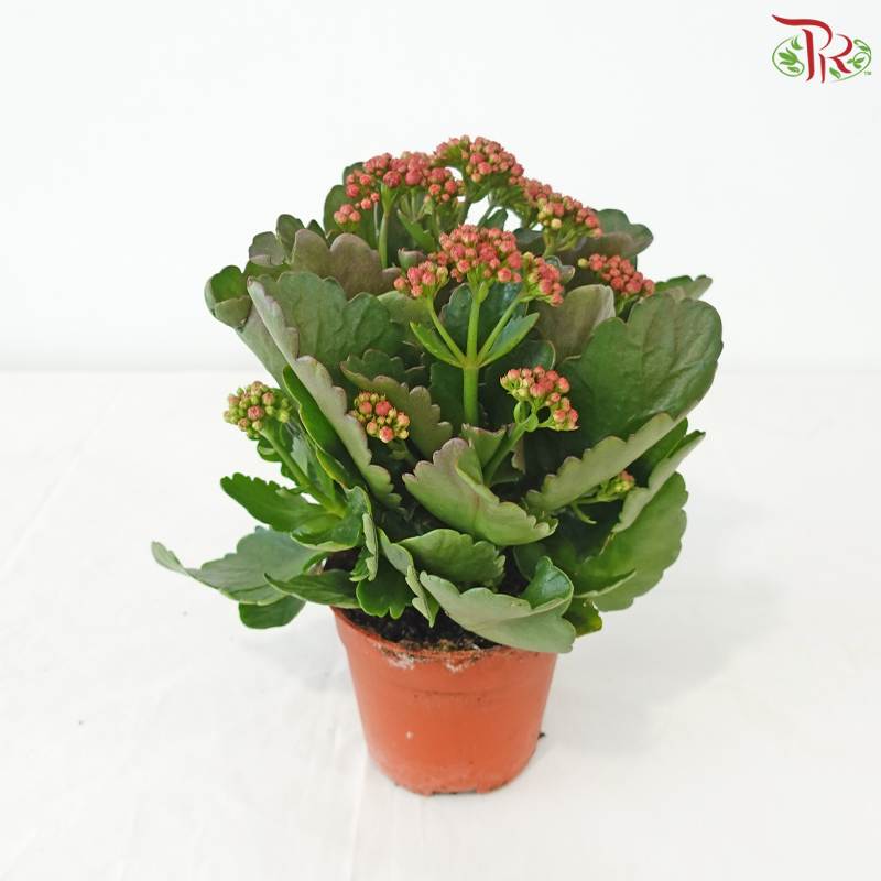 Kalanchoe P105《长寿花》 (Random Choose Colours)