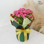 【RAYA 2026】Green & Gold Elegance (Kalanchoe Plant)