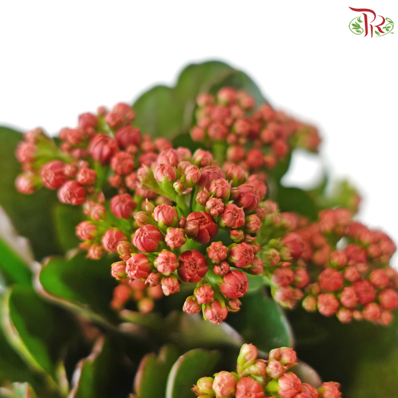 Kalanchoe P105《长寿花》 (Random Choose Colors)