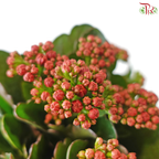 Kalanchoe P105《长寿花》 (Random Choose Colors)