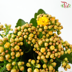 Kalanchoe P105《长寿花》 (Random Choose Colors)