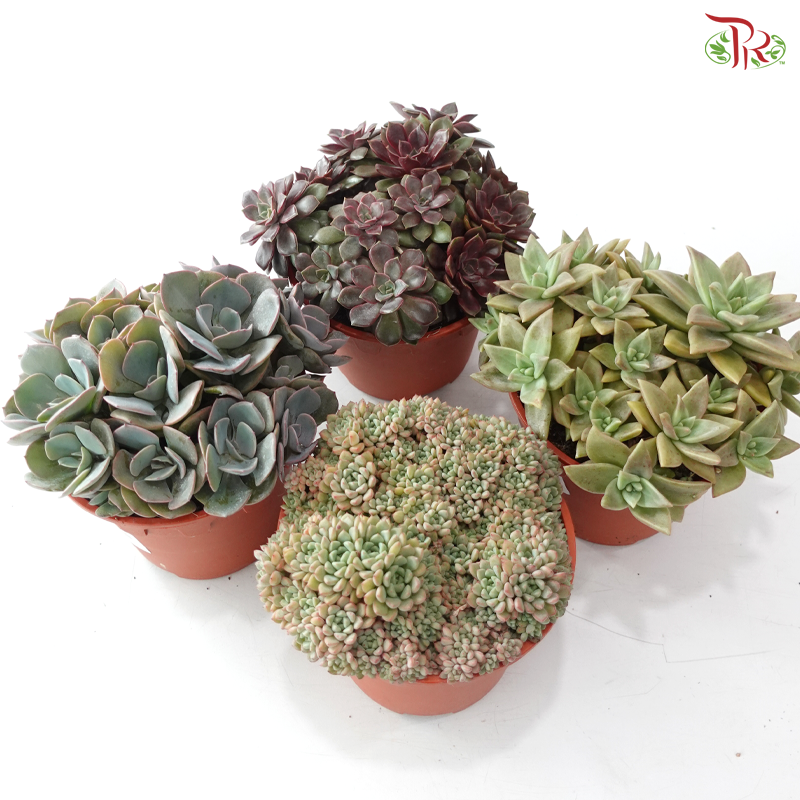 Succulent Mix P150《多肉》(Random Choose Succulent)