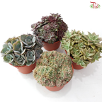 Succulent Mix P150《多肉》(Random Choose Succulent)