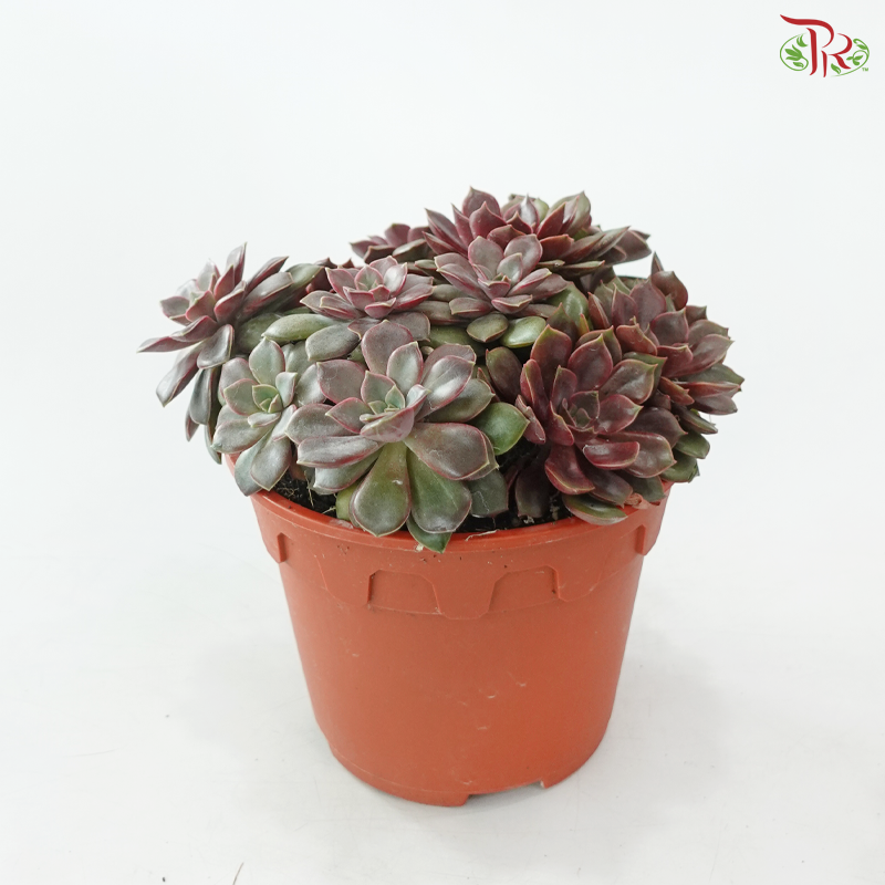 Succulent Mix P150《多肉》(Random Choose Succulent)
