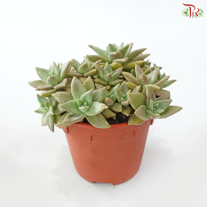 Succulent Mix P150《多肉》(Random Choose Succulent)