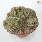 Succulent Mix P150《多肉》(Random Choose Succulent)