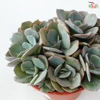 Succulent Mix P150《多肉》(Random Choose Succulent)