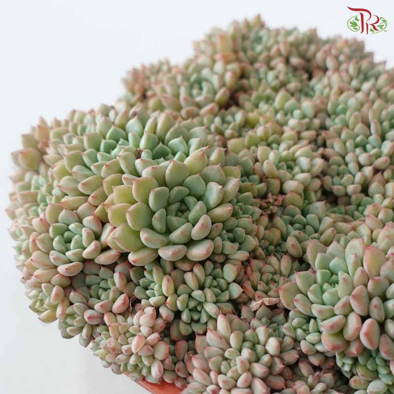 Succulent Mix P150《多肉》(Random Choose Succulent)