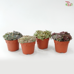 Succulent Mix P150《多肉》(Random Choose Succulent)