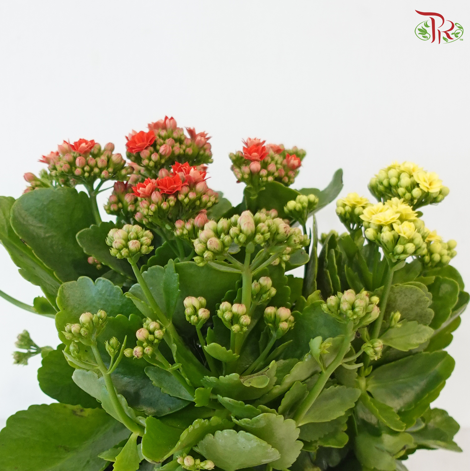 Kalanchoe Tricolour P150《长寿花》(Random Choose Color)
