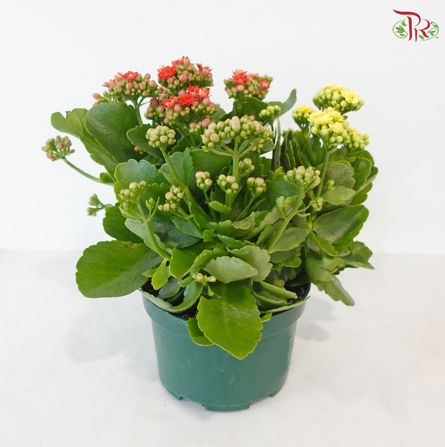 Kalanchoe Tricolour P150《长寿花》(Random Choose Color)