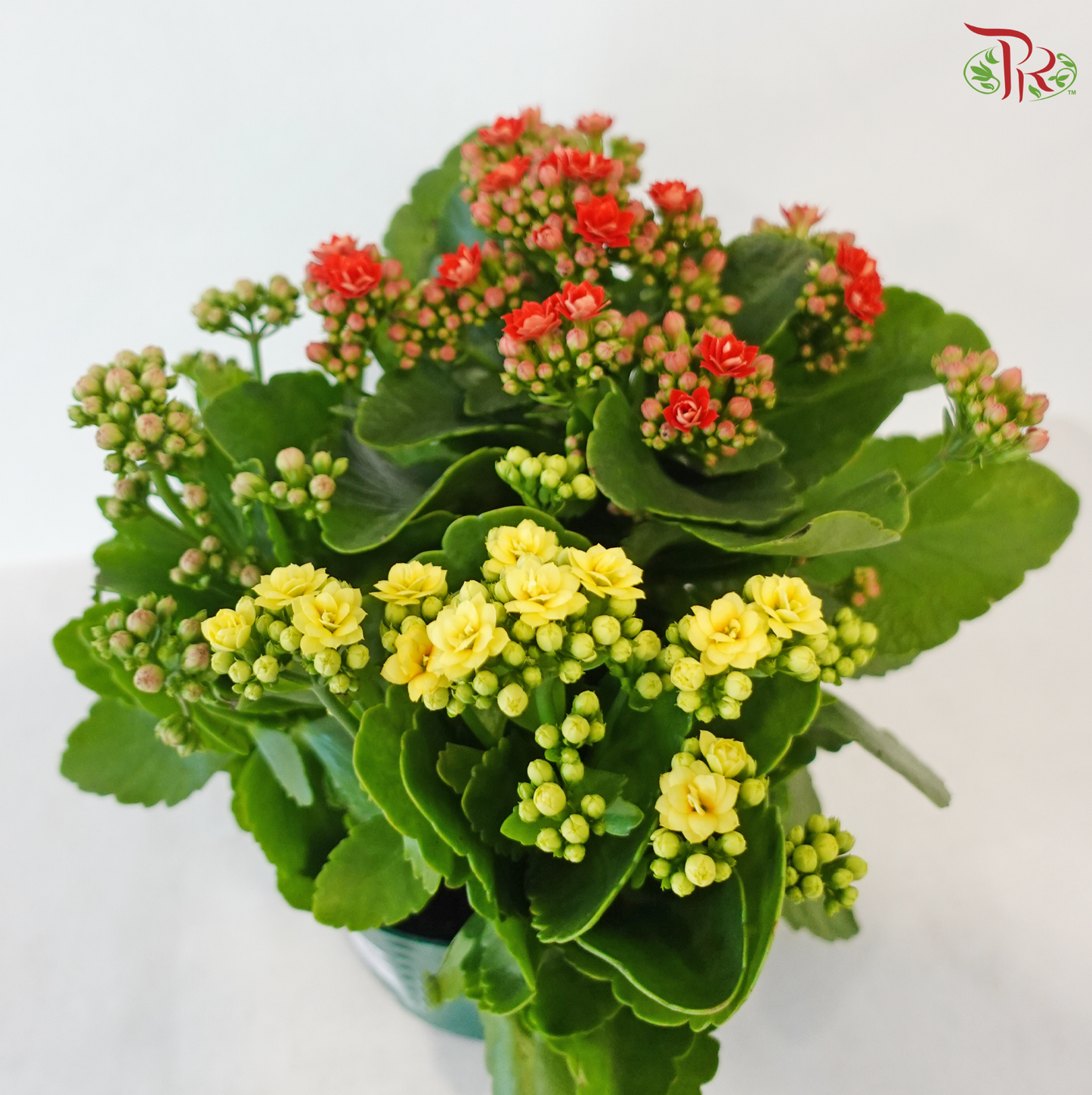 Kalanchoe Tricolour P150《长寿花》(Random Choose Color)