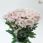 Chrysanthemum Pompom - Kalimba Light Pink (12 Stems)