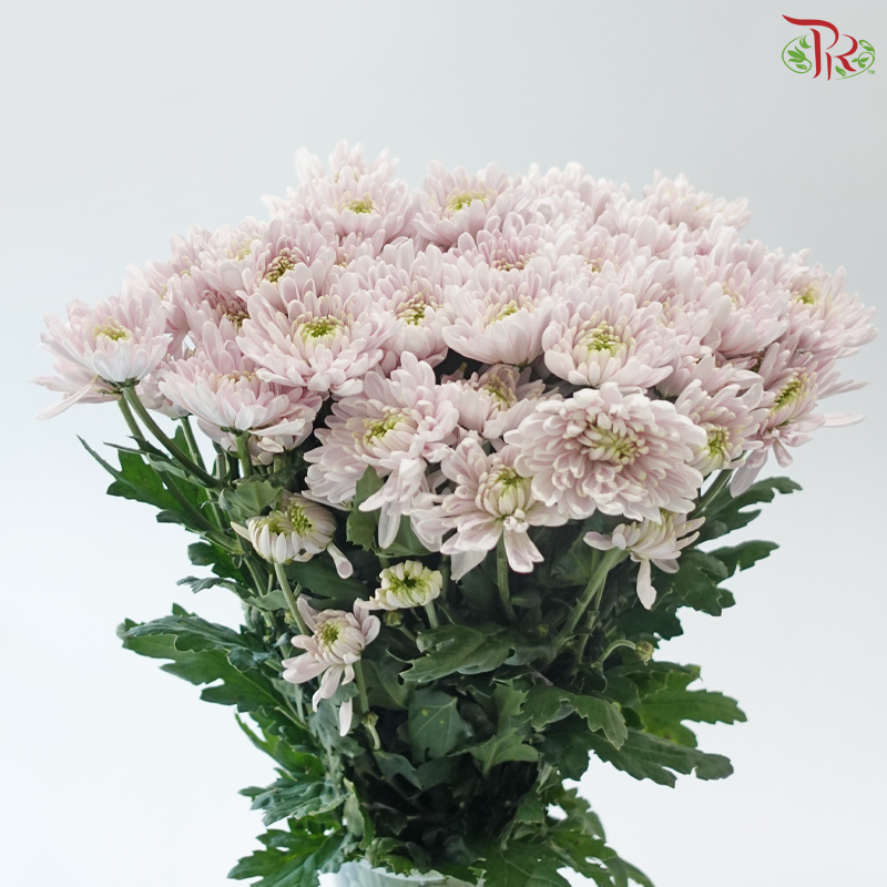 Chrysanthemum Pompom - Kalimba Light Pink (12 Stems)