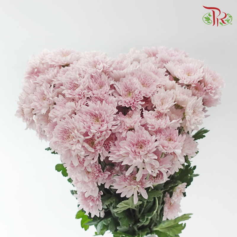Chrysanthemum Pompom - Kalimba Light Pink (12 Stems)