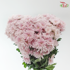 Chrysanthemum Pompom - Kalimba Light Pink (12 Stems)