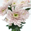 Chrysanthemum Pompom - Kalimba Light Pink (12 Stems)