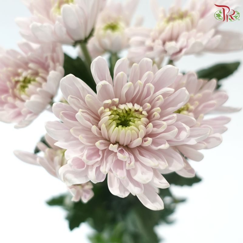 Chrysanthemum Pompom - Kalimba Light Pink (12 Stems)
