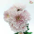 Chrysanthemum Pompom - Kalimba Light Pink (12 Stems)
