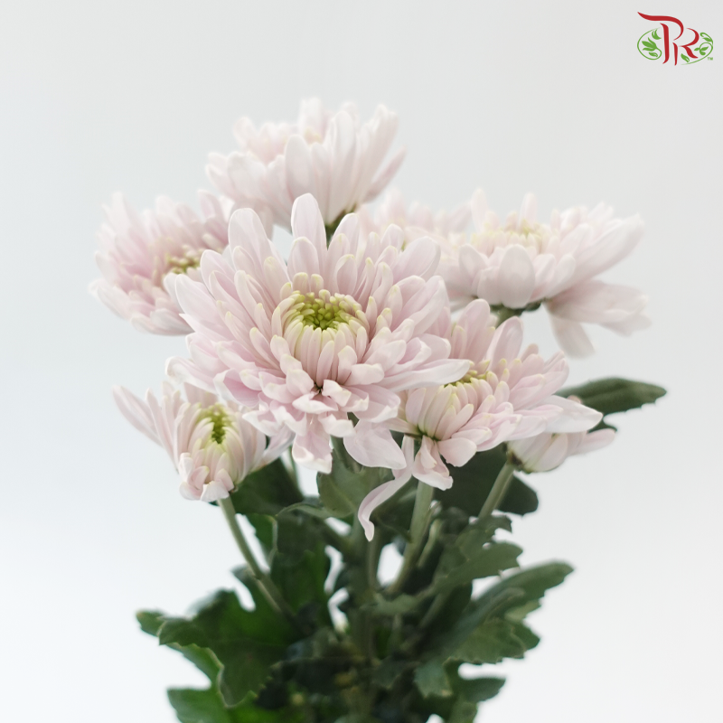 Chrysanthemum Pompom - Kalimba Light Pink (12 Stems)