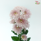 Chrysanthemum Pompom - Kalimba Light Pink (12 Stems)