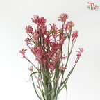 Anighozanthos Kangaroo Paw - Pink (Per Bunch)
