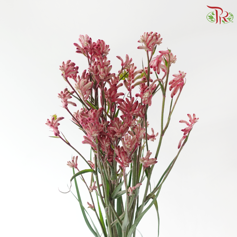 Anighozanthos Kangaroo Paw - Pink (Per Bunch)