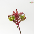 Anighozanthos Kangaroo Paw - Pink (Per Bunch)