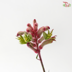 Anighozanthos Kangaroo Paw - Pink (Per Bunch)