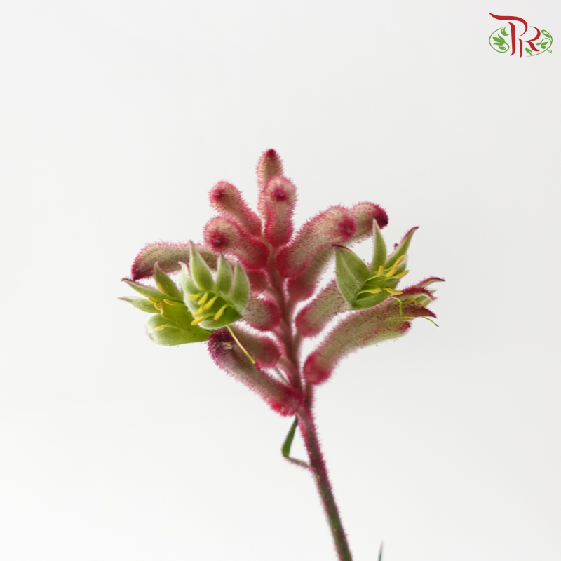 Anighozanthos Kangaroo Paw - Pink (Per Bunch)