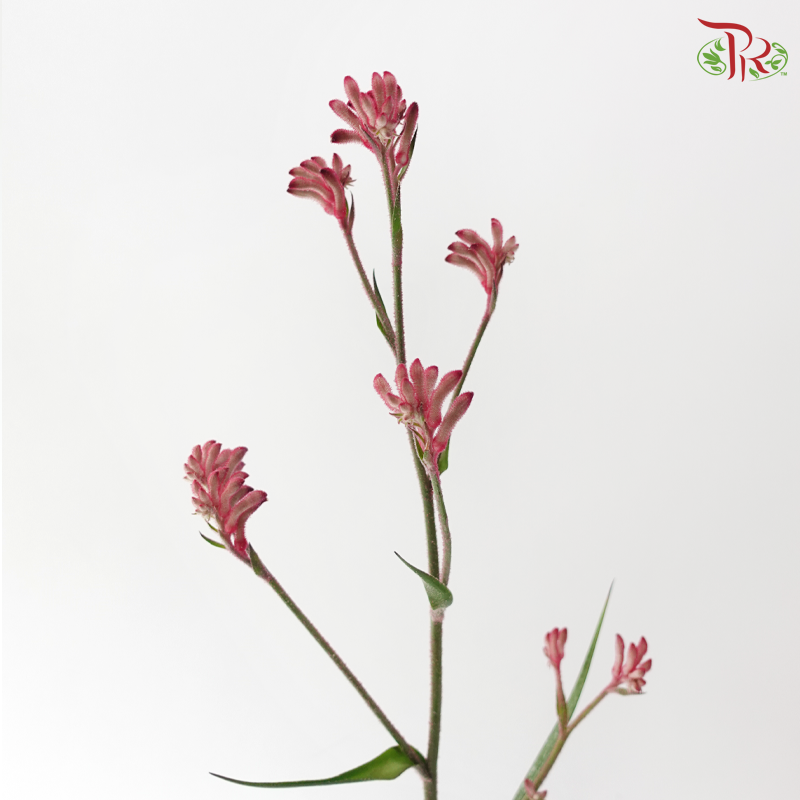 Anighozanthos Kangaroo Paw - Pink (Per Bunch)