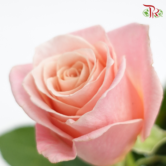 Rose - Piggy Pink (10 Stems) - Pudu Ria Florist